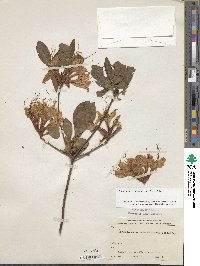 Rhododendron calendulaceum image