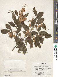 Rhododendron calendulaceum image