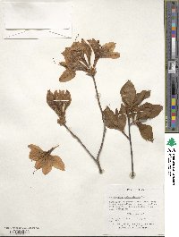 Rhododendron calendulaceum image