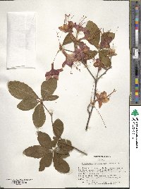 Rhododendron calendulaceum image