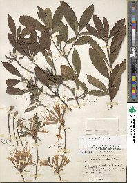 Rhododendron canescens image