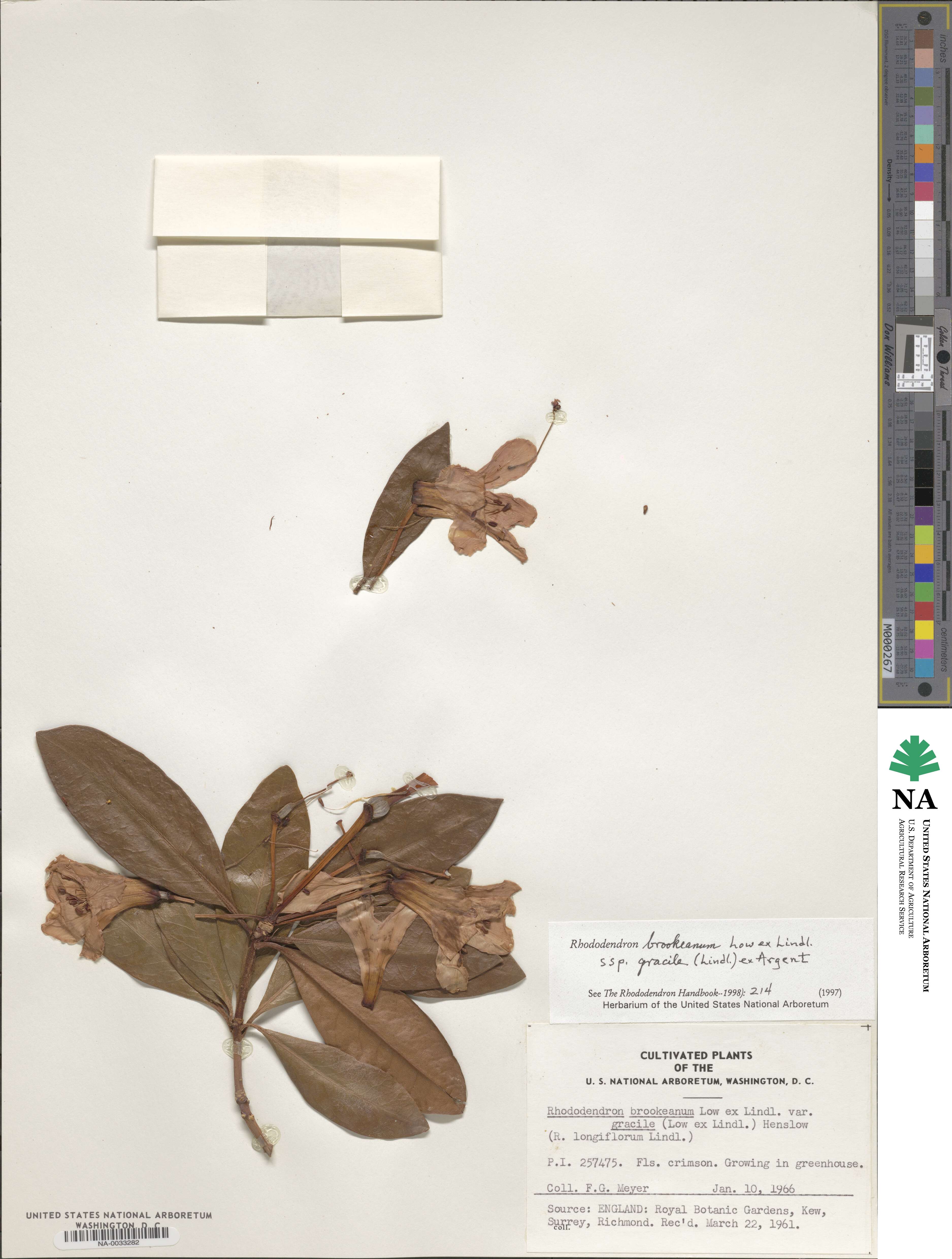 Rhododendron javanicum subsp. gracile image