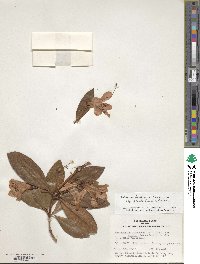 Rhododendron javanicum image