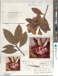 Rhododendron javanicum image