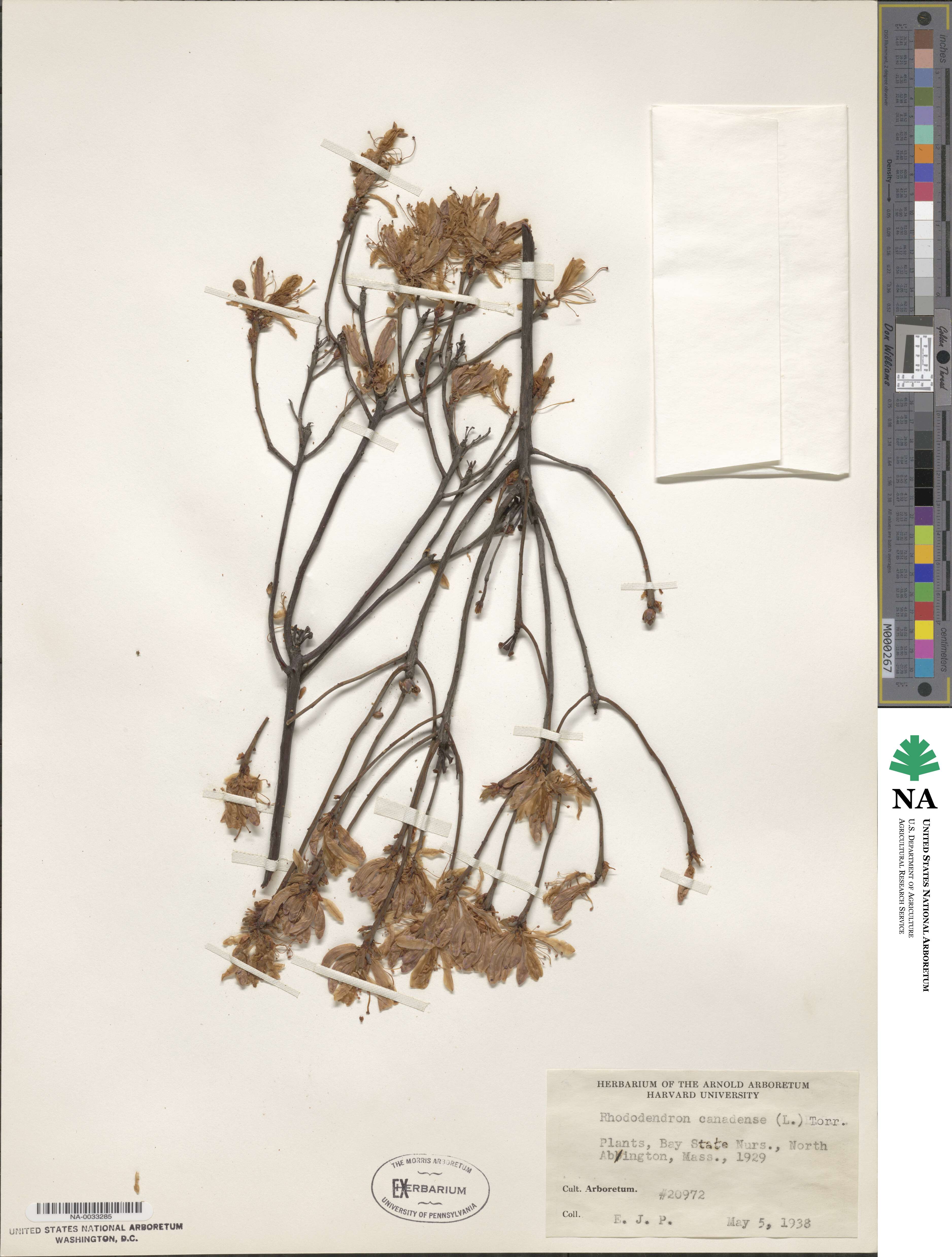 Rhododendron canadense image