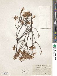 Rhododendron canadense image