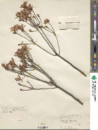 Rhododendron canadense image