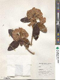 Rhododendron campanulatum image