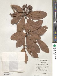 Rhododendron campanulatum image