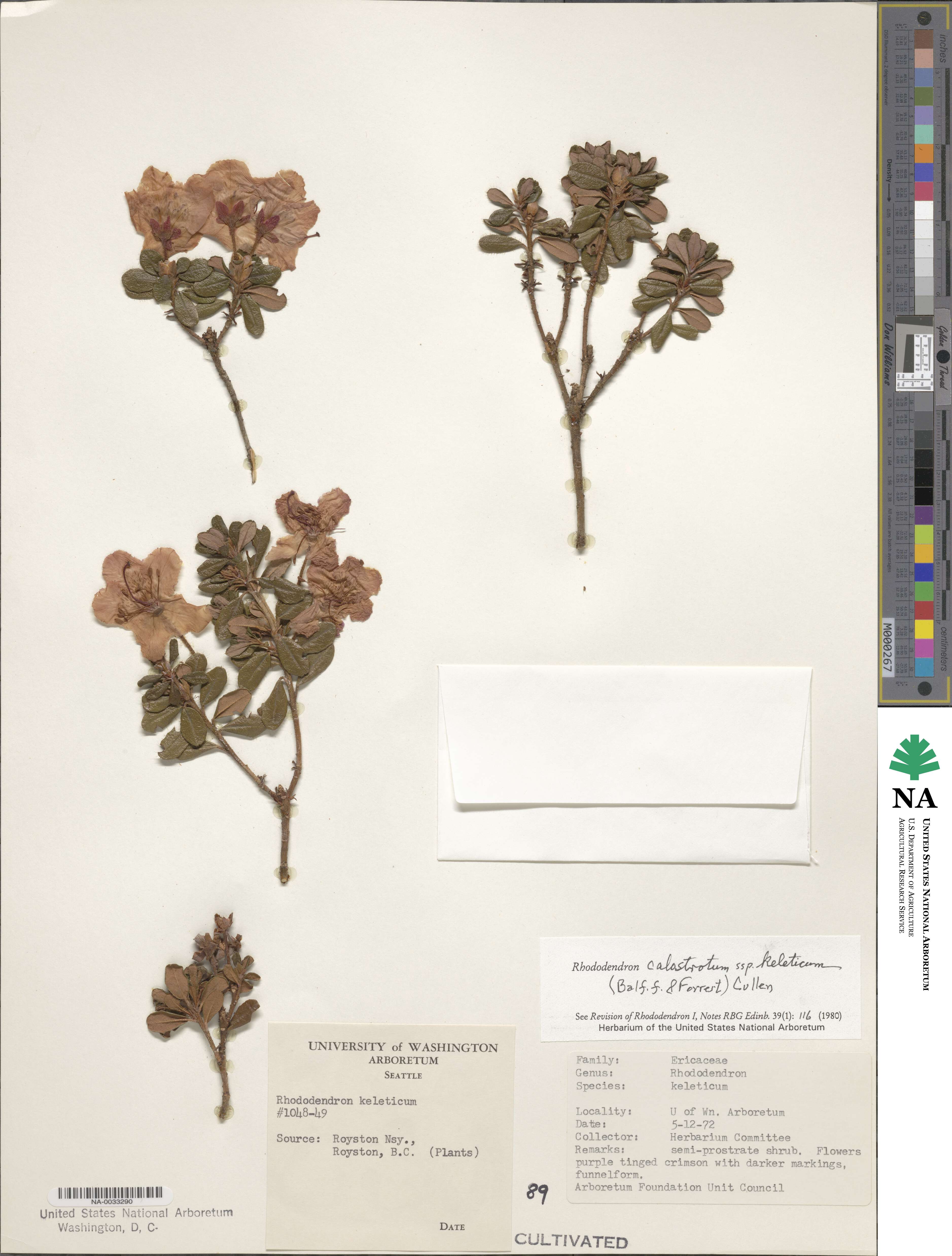 Rhododendron keleticum image