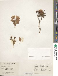 Rhododendron calostrotum image