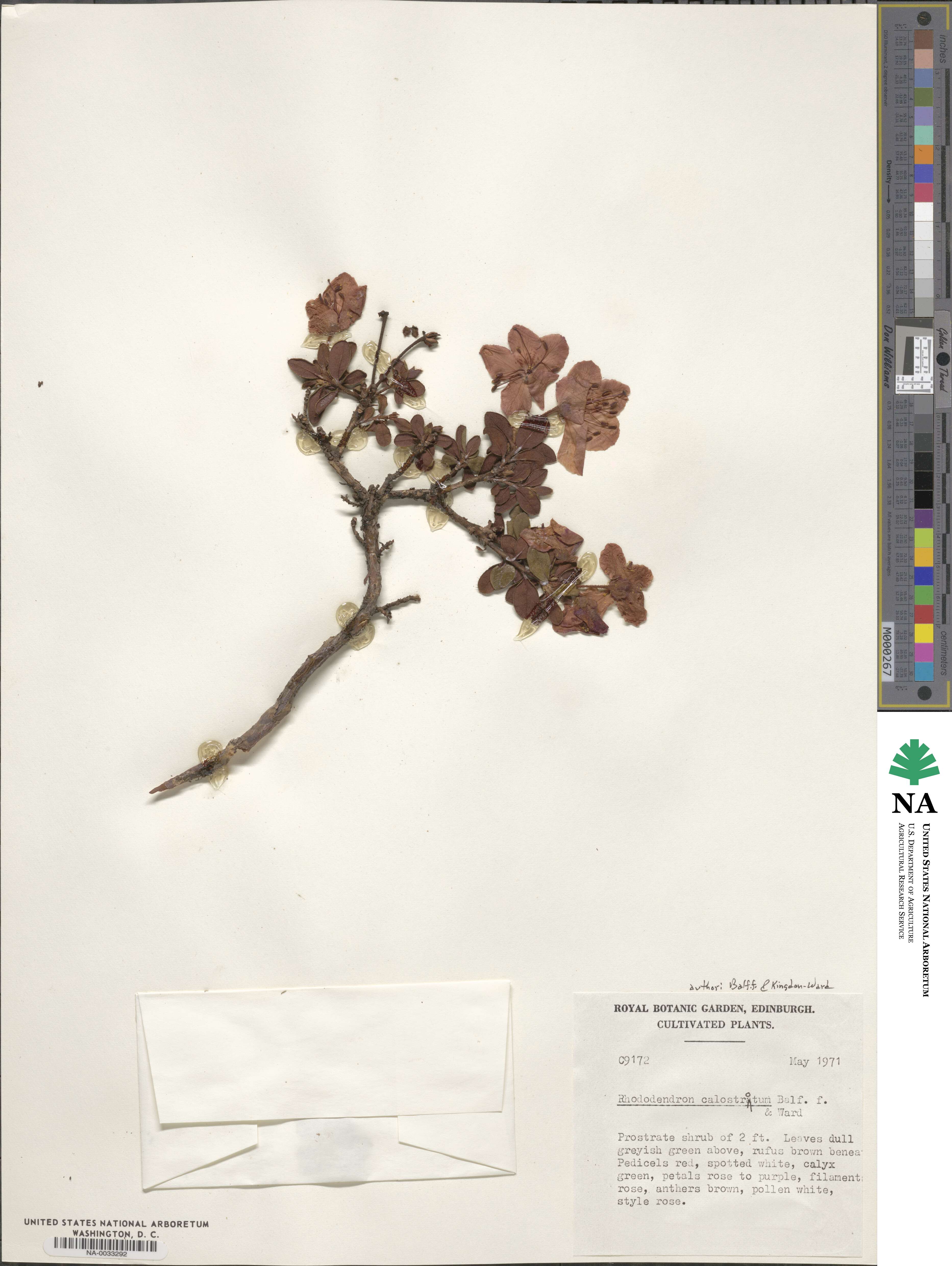 Rhododendron calostrotum image