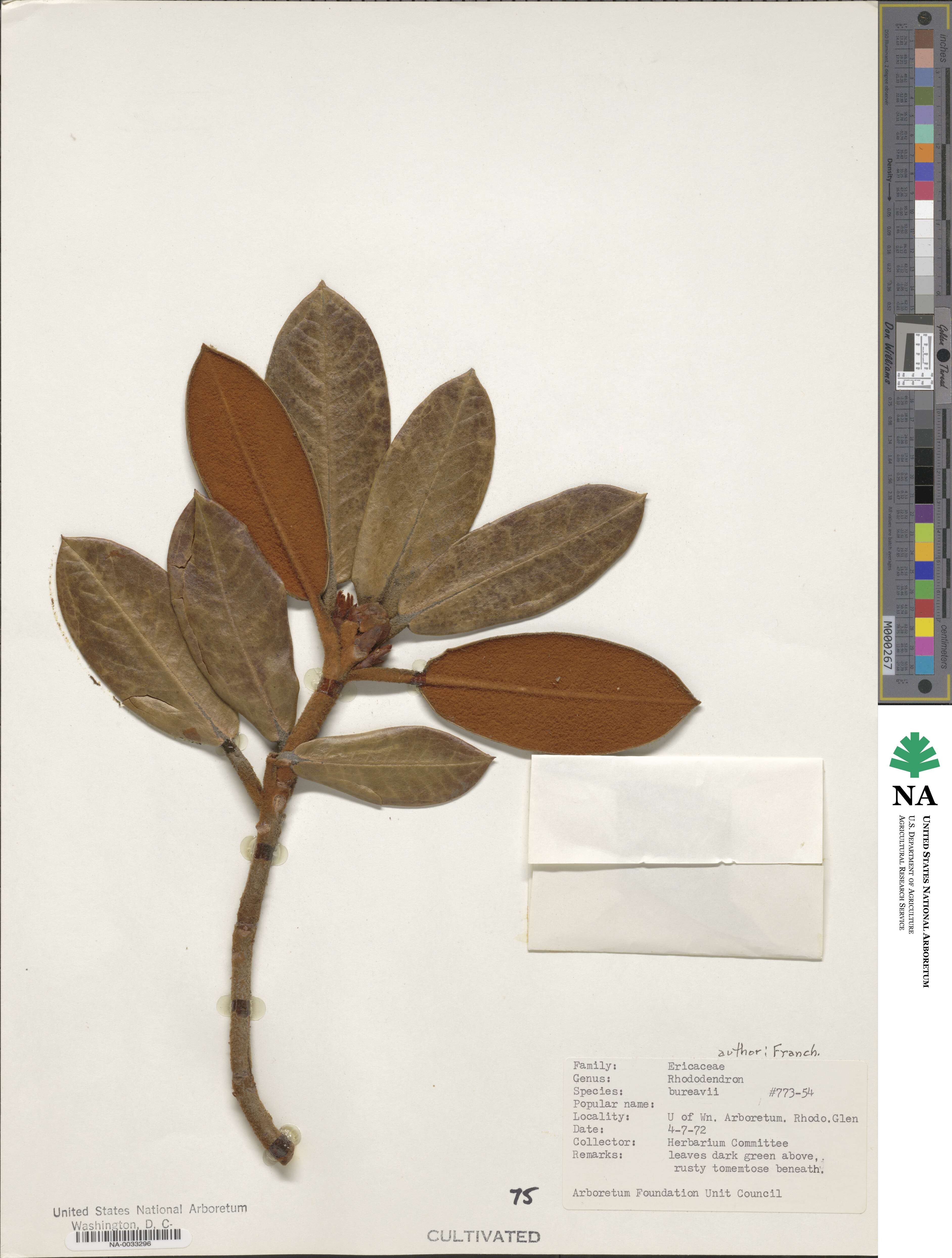 Rhododendron bureavii image