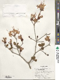 Rhododendron calendulaceum image