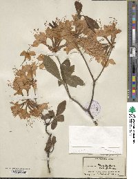 Rhododendron calendulaceum image