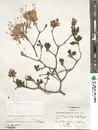 Rhododendron calendulaceum image