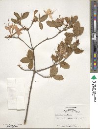 Rhododendron calendulaceum image