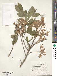 Rhododendron canescens image