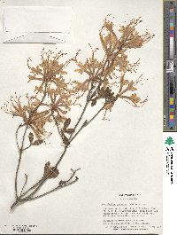 Rhododendron canescens image