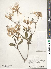 Rhododendron canescens image