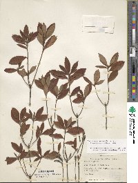 Rhododendron canescens image