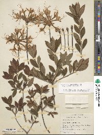 Rhododendron canescens image
