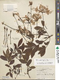 Rhododendron canescens image