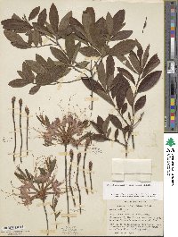 Rhododendron periclymenoides image