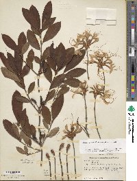Rhododendron periclymenoides image