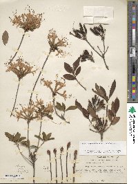 Rhododendron periclymenoides image