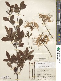 Rhododendron periclymenoides image