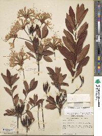 Rhododendron periclymenoides image