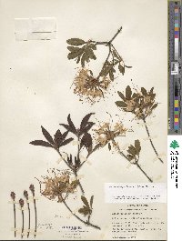 Rhododendron periclymenoides image