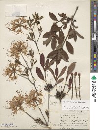 Rhododendron periclymenoides image