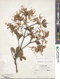 Rhododendron periclymenoides image