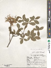 Rhododendron periclymenoides image