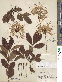 Rhododendron periclymenoides image