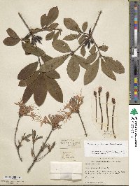 Rhododendron periclymenoides image