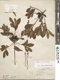 Rhododendron periclymenoides image