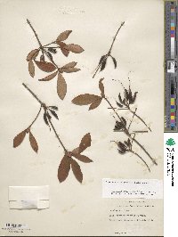 Rhododendron periclymenoides image