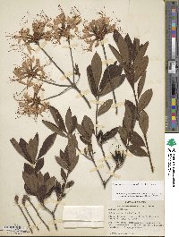 Rhododendron periclymenoides image