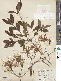 Rhododendron periclymenoides image