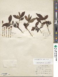 Rhododendron periclymenoides image