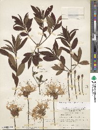 Rhododendron periclymenoides image