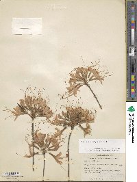 Rhododendron periclymenoides image