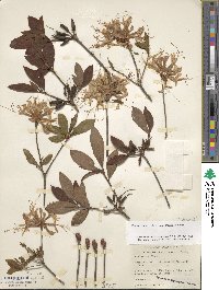 Rhododendron periclymenoides image