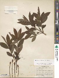 Rhododendron periclymenoides image