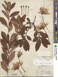 Rhododendron periclymenoides image