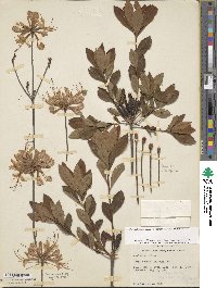 Rhododendron periclymenoides image