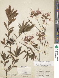 Rhododendron periclymenoides image
